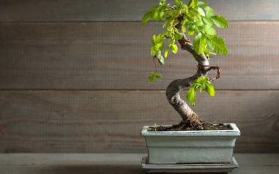 7 mini indoor trees to bring life to your desk | Well+Good