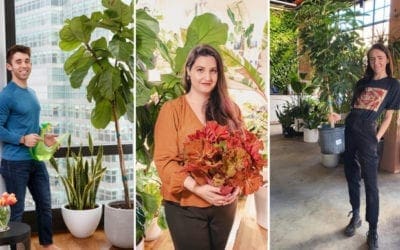 Forget succulents: indoor trees are the hot new plant trend | New York Post