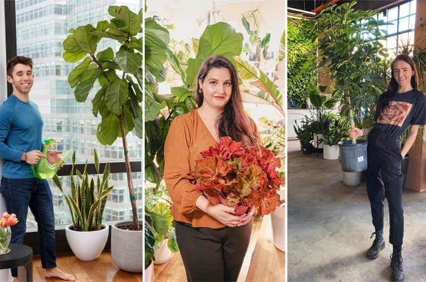 people with indoor tree plants