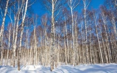 Paper Birch: Shining Beauty | Arbor Day Blog