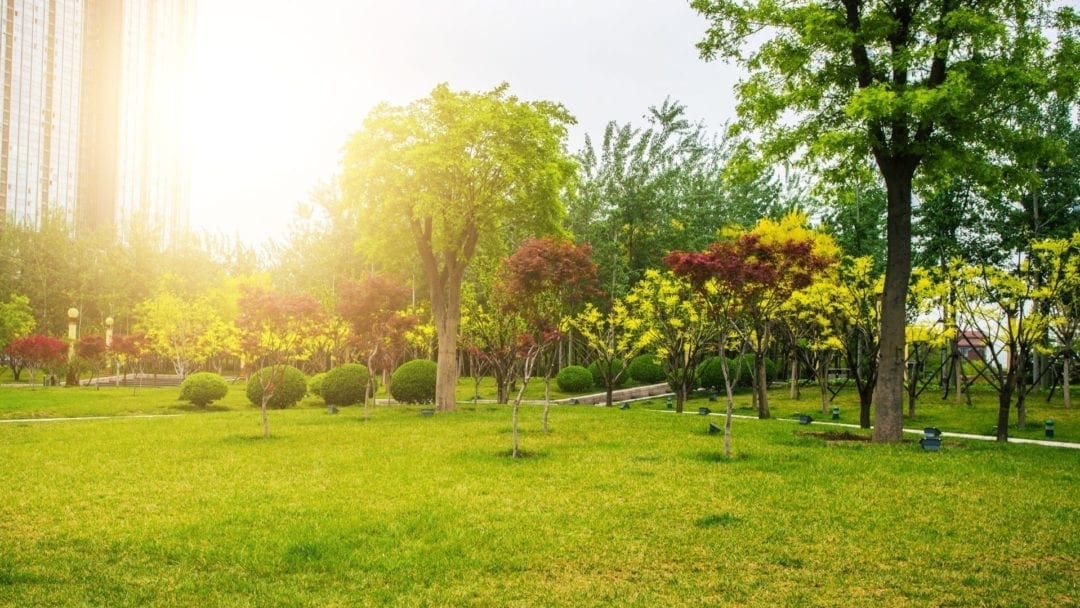 beautiful urban park with many trees