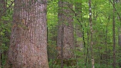 Soil fungi act like a support network for trees, study shows