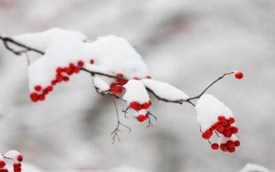 Protecting Trees from Old Man Winter | Love Your Landscape