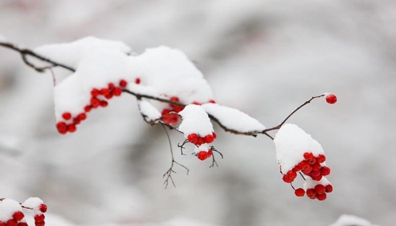 winter tree