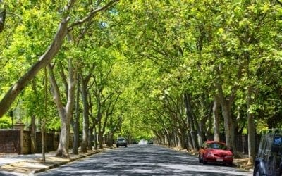 The hidden value of trees: Quantifying the ecosystem services of tree lineages and their major threats across the contiguous US | PLOS Sustainability and Transformation