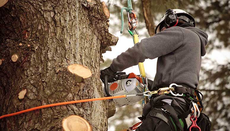 arborist at work