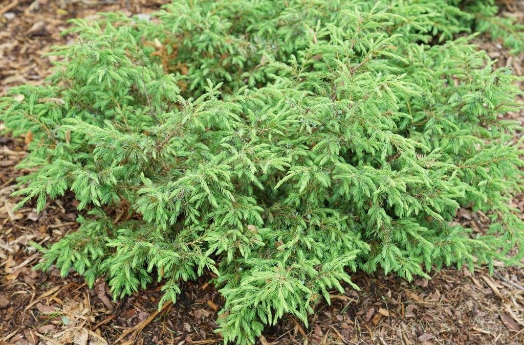Seven New Shrubs For Spring From Proven Winners | Turf Magazine