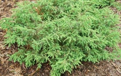 Seven New Shrubs For Spring From Proven Winners | Turf Magazine