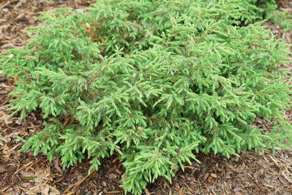 juniperus