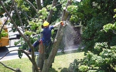After the Storm: TLC for Your Trees | Love Your Landscape