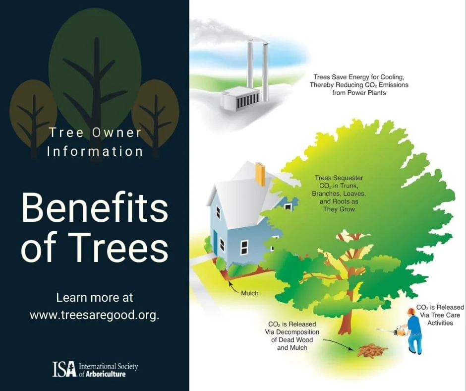Benefits of Trees | TreesAreGood.org | Bogan Tree Service
