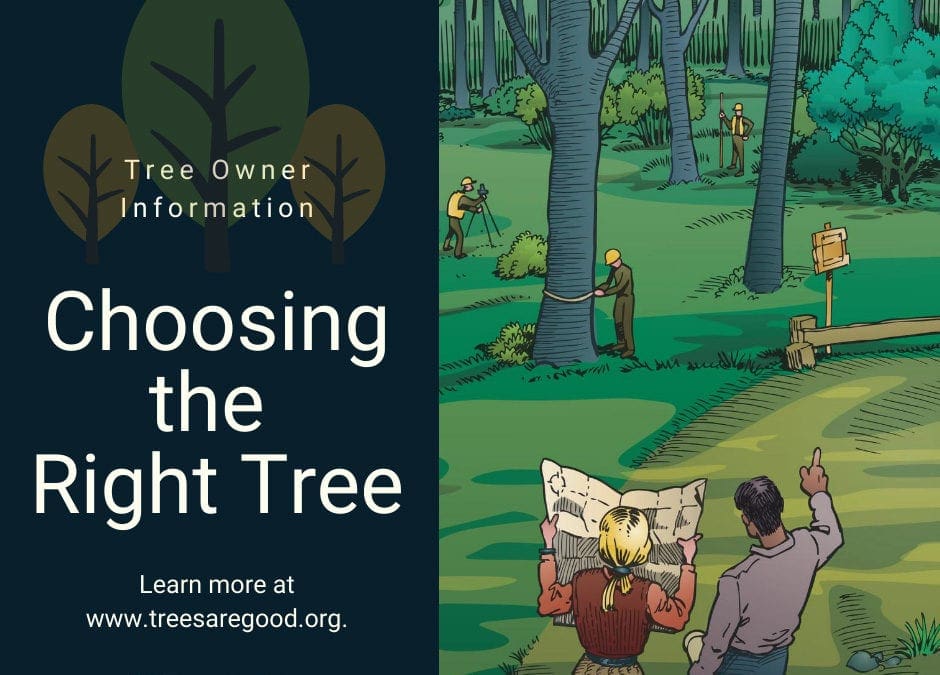 Choosing the Right Tree | TreesAreGood.org