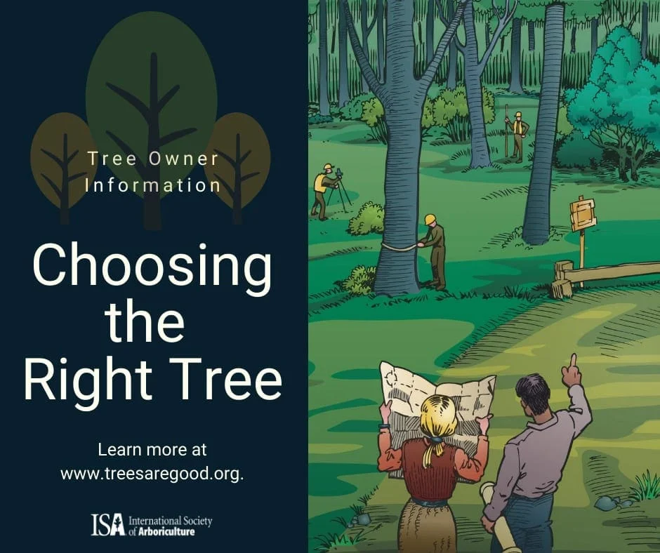 Choosing the Right Tree