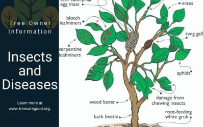 Insects and Disease | TreesAreGood.org
