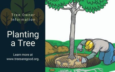 Planting a Tree | TreesAreGood.org