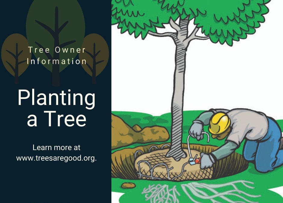 Planting a Tree | TreesAreGood.org