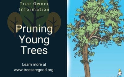 Pruning Young Trees | TreesAreGood.org