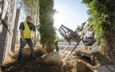 Can Trees Heal Heart Disease? | Discover Magazine