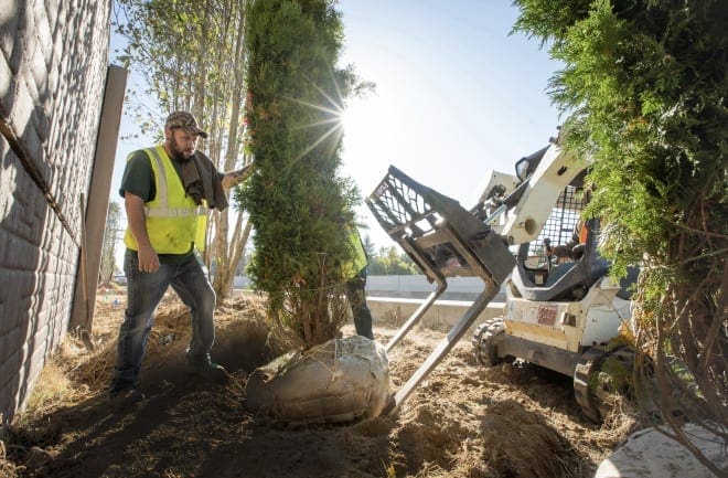 arborist and tree