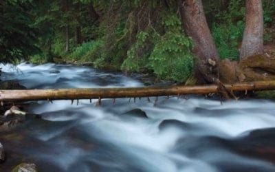 From Root to Tap: How Trees Ensure Fresh Water Supply – National Forest Foundation