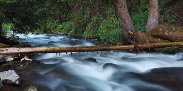 stream and trees