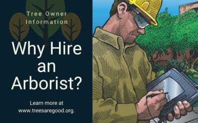 Why Hire an Arborist? | Trees are Good