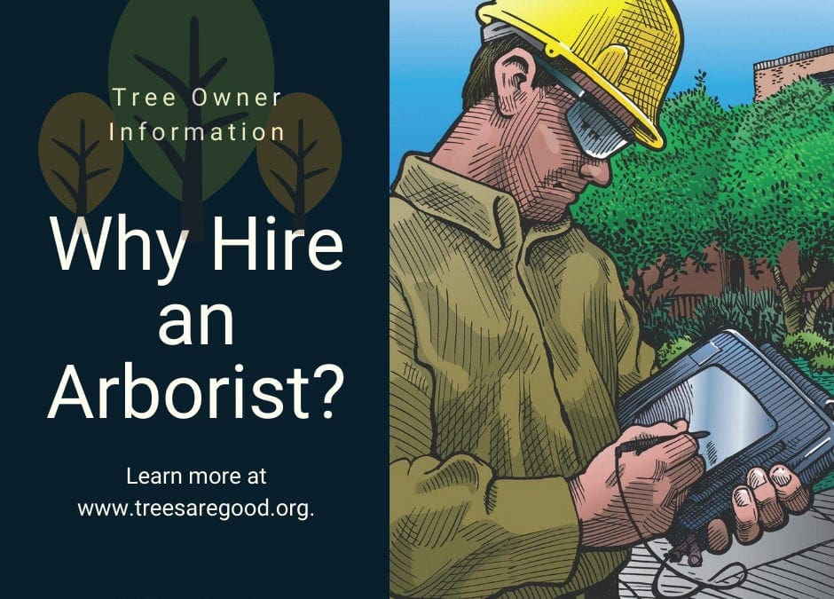 Why Hire an Arborist? | Trees are Good