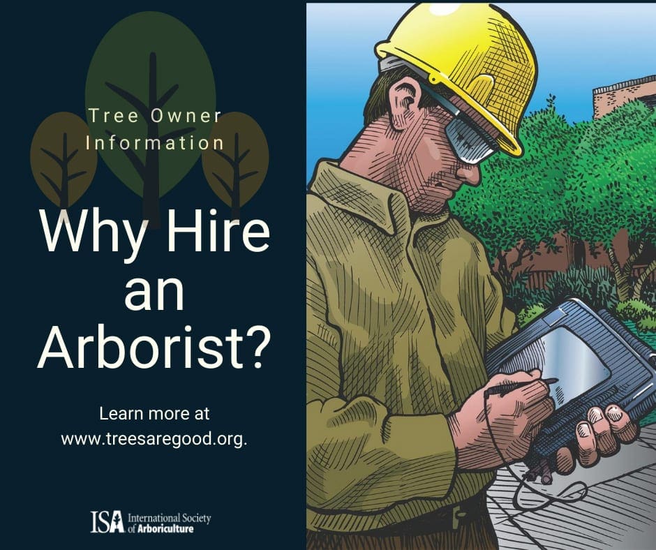 Why Hire an Arborist