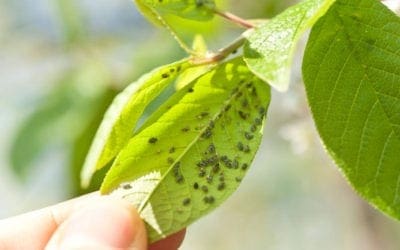 Identifying Shrub Disease | LoveYourPlants.org