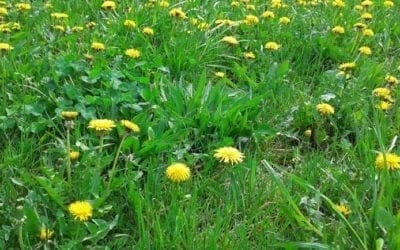 Video: 6 Steps to a Healthy Lawn | LoveYourLandscape.org