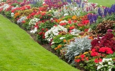 How to Pick Flowers | LoveYourPlants.org