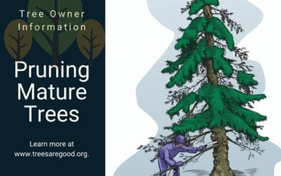 Pruning Mature Trees | TreesAreGood.org