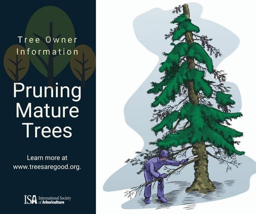 pruning mature trees