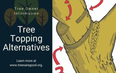 Tree Topping Alternatives | TreesAreGood.org