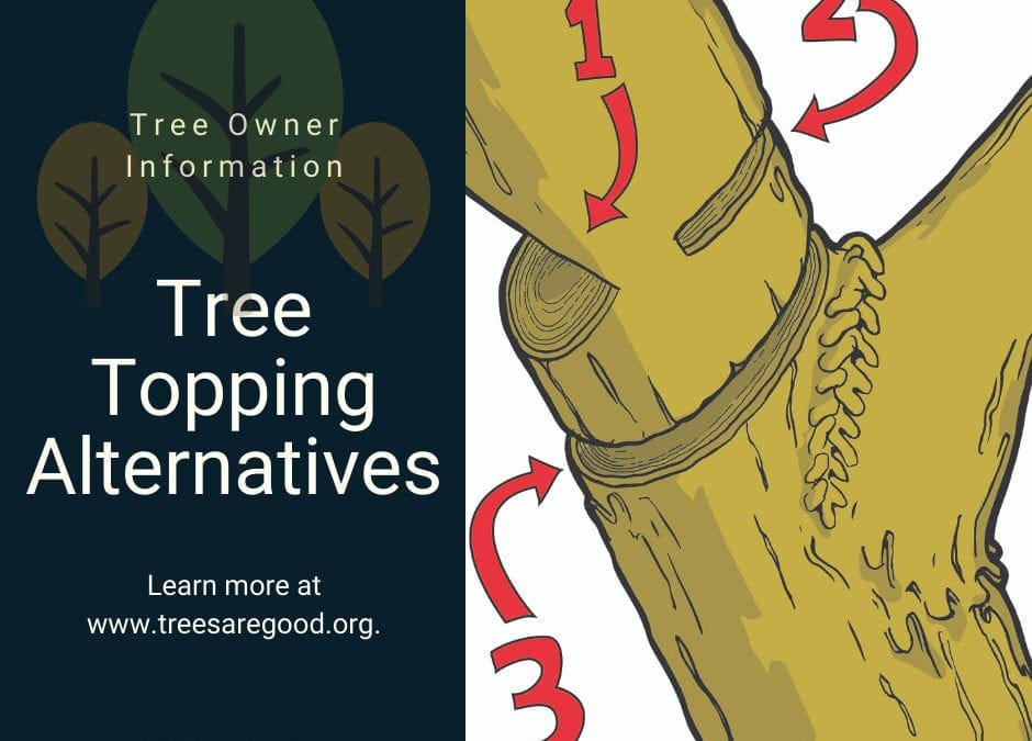 Tree Topping Alternatives | TreesAreGood.org
