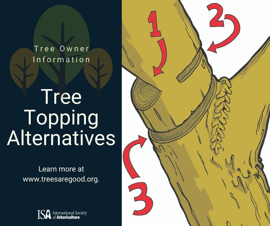 tree topping alternatives