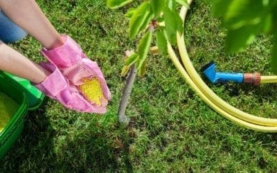 Which Fertilizer Do My Plants Need?| LoveYourPlants.org