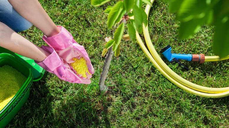 alt tagwoman gardener fertilizing young cherry tree 000043533000 large