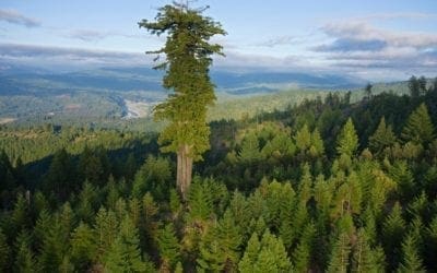 What we’re still learning about how trees grow: Fundamental questions remain about what factors limit tree growth — ScienceDaily