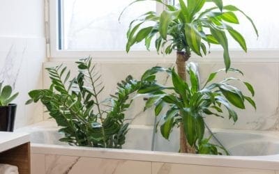 How to Keep Your Plants Alive When You’re on Vacation | Lifehacker