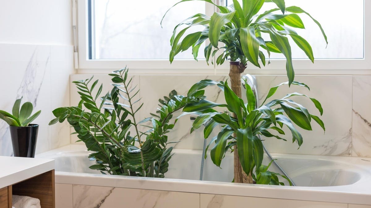 How To Keep Your Plants Alive When You’re On Vacation | Lifehacker ...