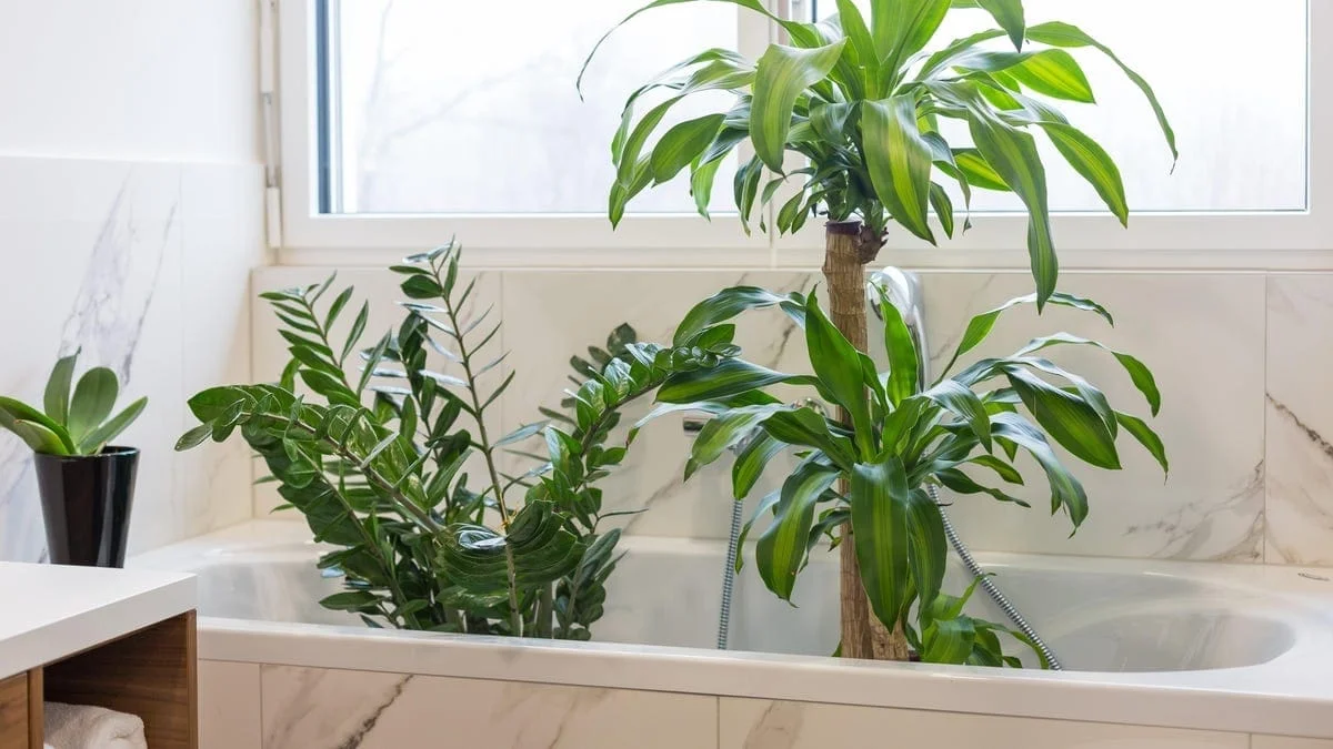 houseplants