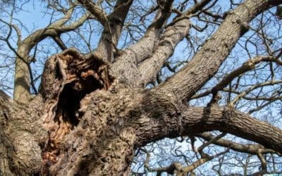 Secrets of the dead wood: ancient oaks hold key to new life | Trees and forests | The Guardian