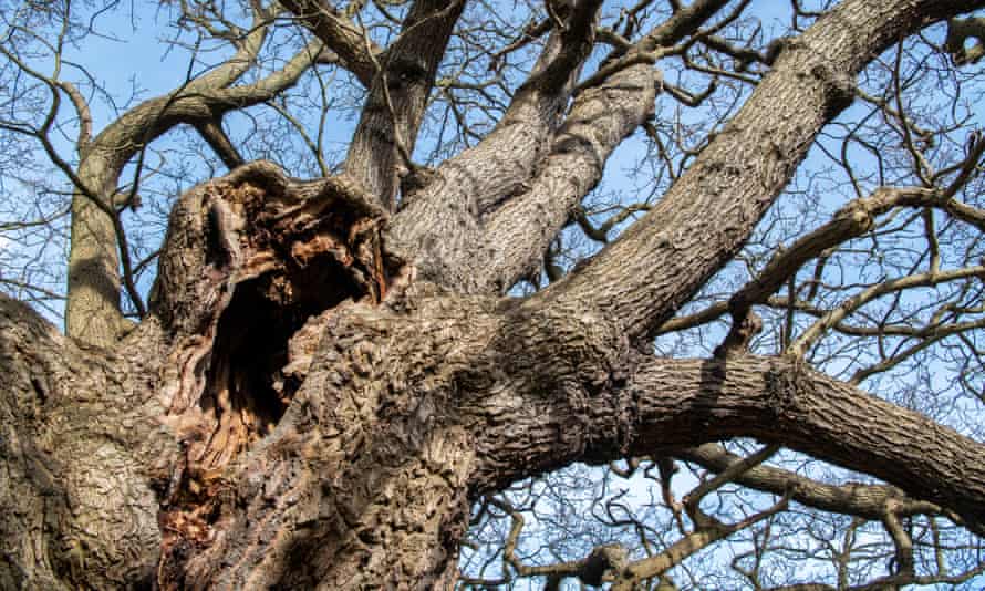 An ancient oak in Richmond Park. As hollows develop, species from owls to bats compete for them as nesting sites.