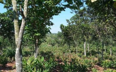 This Single Tree Could Restore Degraded Land, Create a Biofuel Revolution, Power Cars, and Feed Families