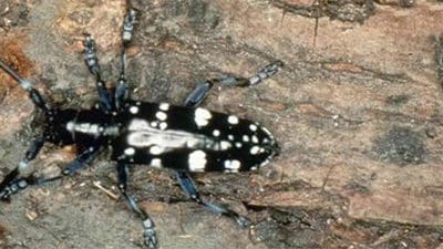 August Declared “Tree Check Month” For Asian Longhorned Beetle | Turf Magazine