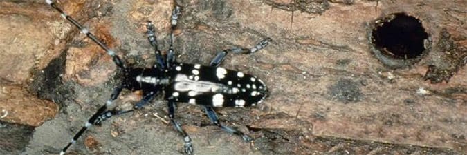 August Declared Tree Check Month For Asian Longhorned Beetle