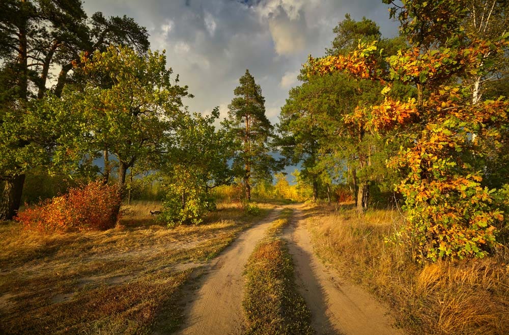 autumn trees