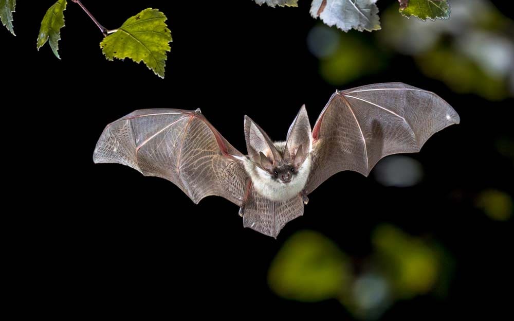 bat