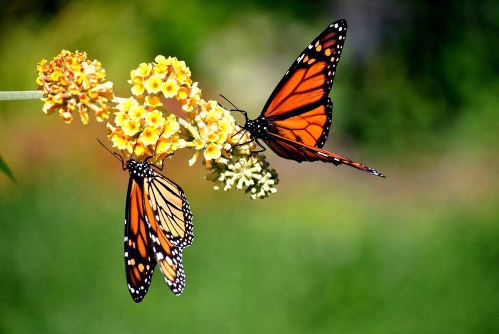 monarch butterflies